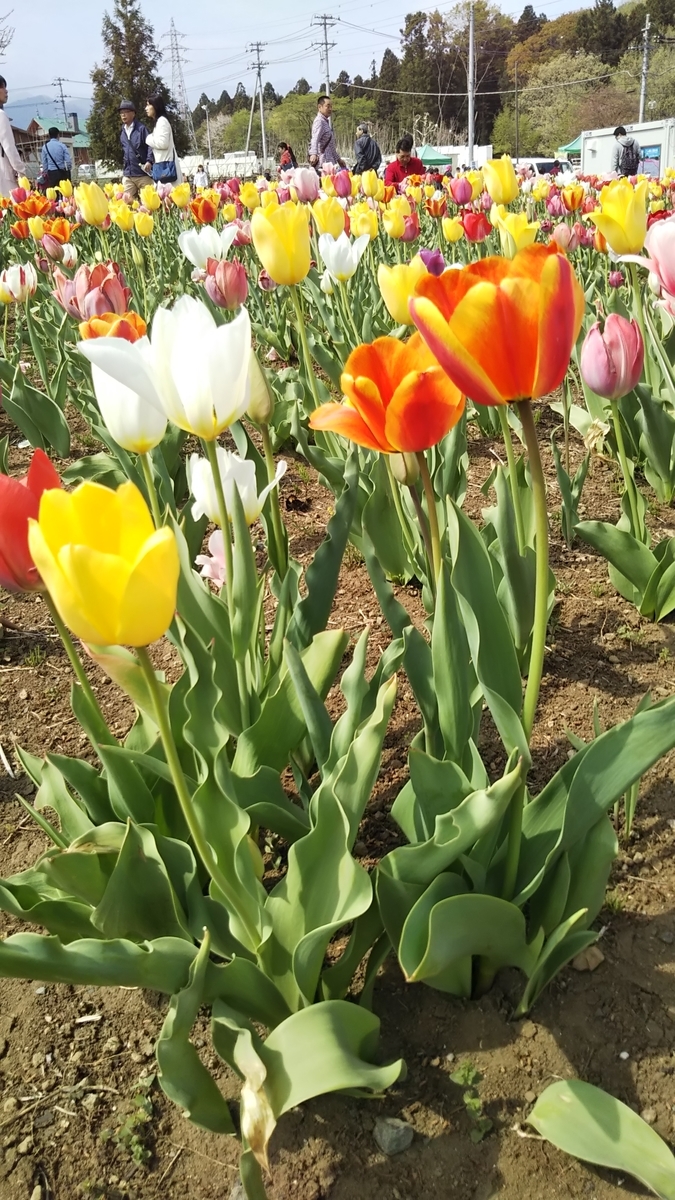 埼玉県秩父の羊山公園の芝桜まつり