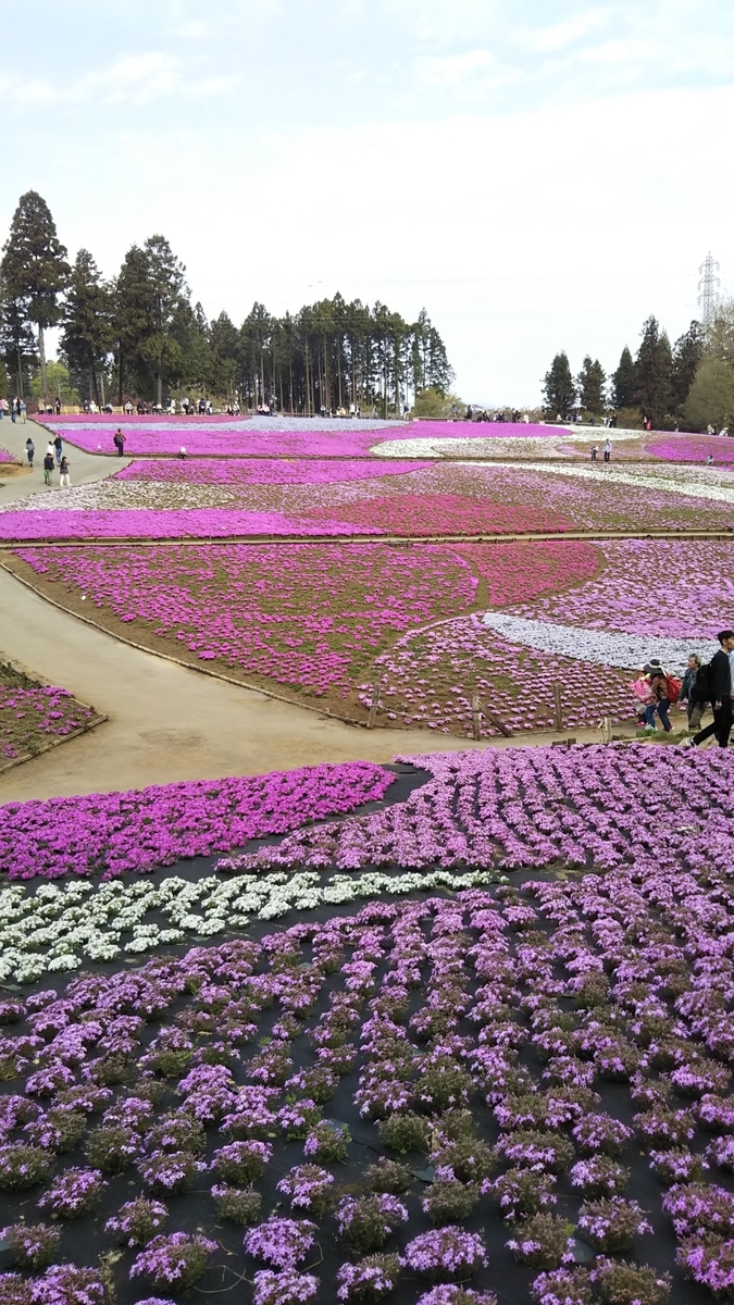 埼玉県秩父の羊山公園の芝桜まつり