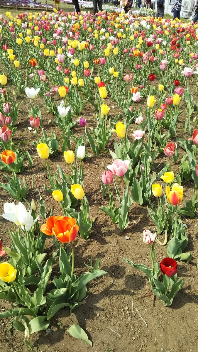 埼玉県秩父の羊山公園の芝桜まつり