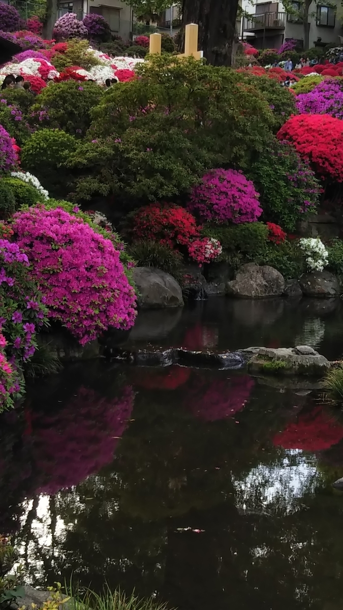 【文京区の根津神社】つつじまつり2019