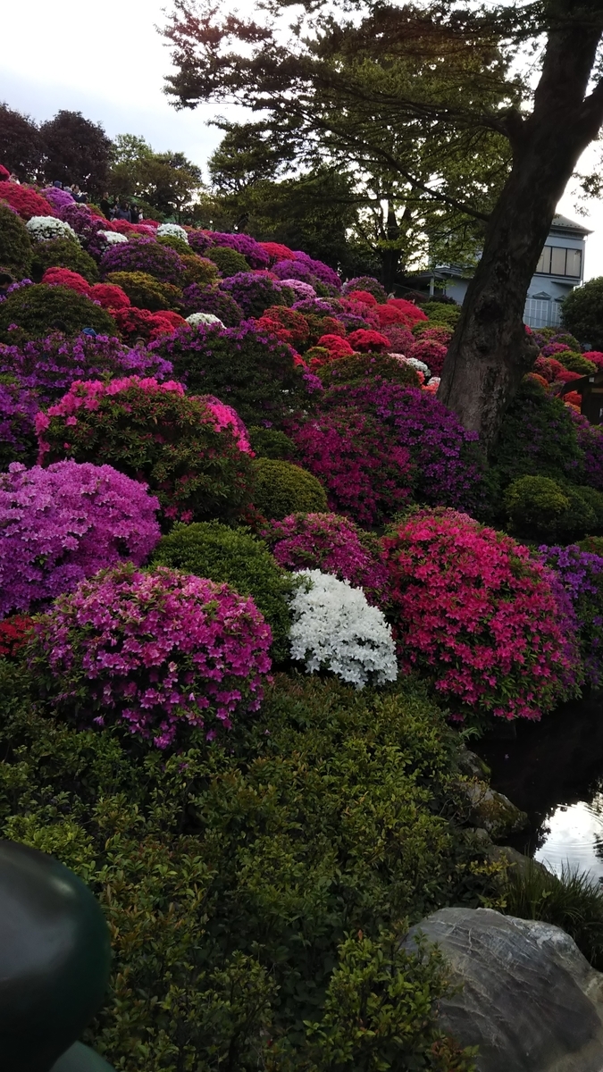 【文京区の根津神社】つつじまつり2019