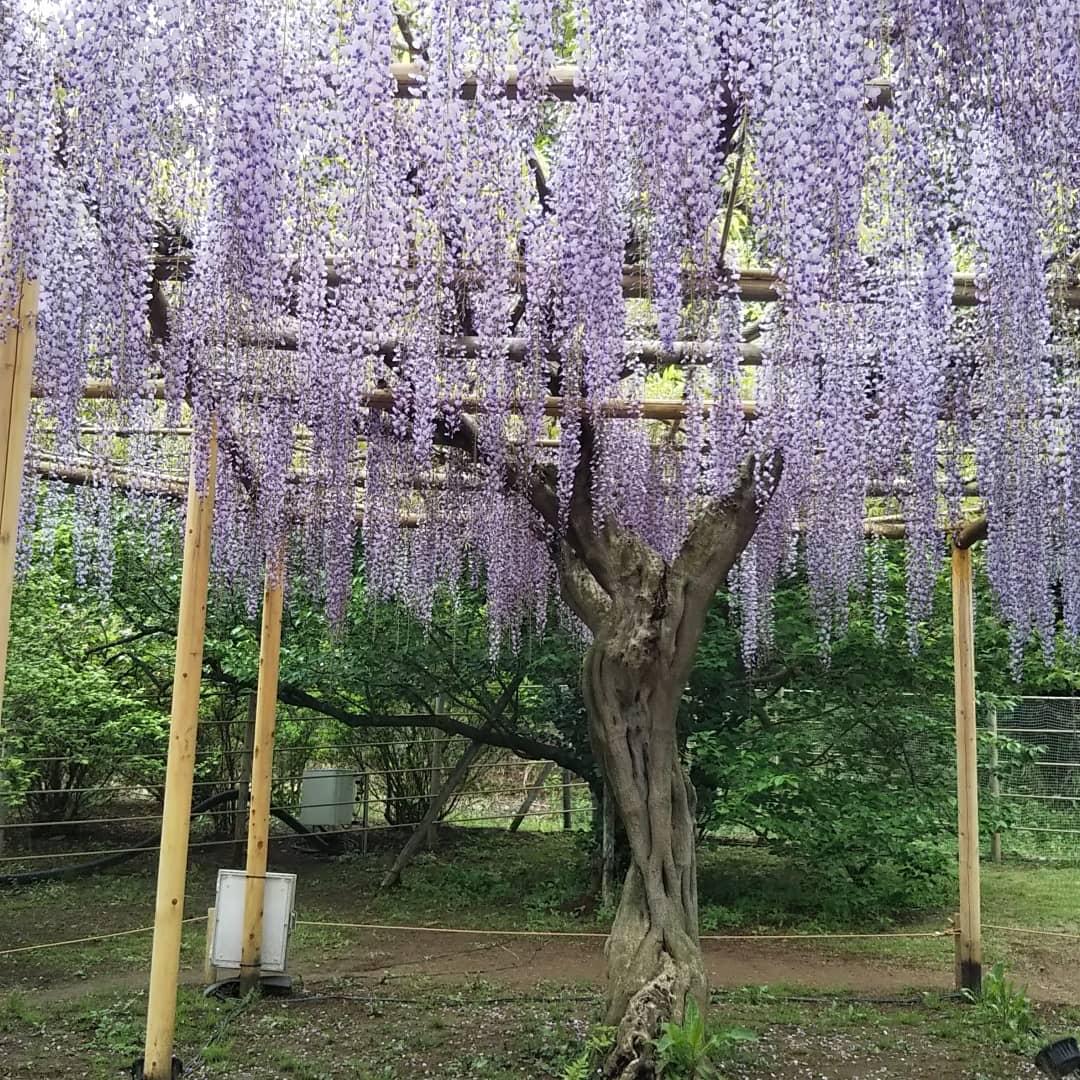 【花の楽園 あしかがフラワーパーク】大藤まつり
