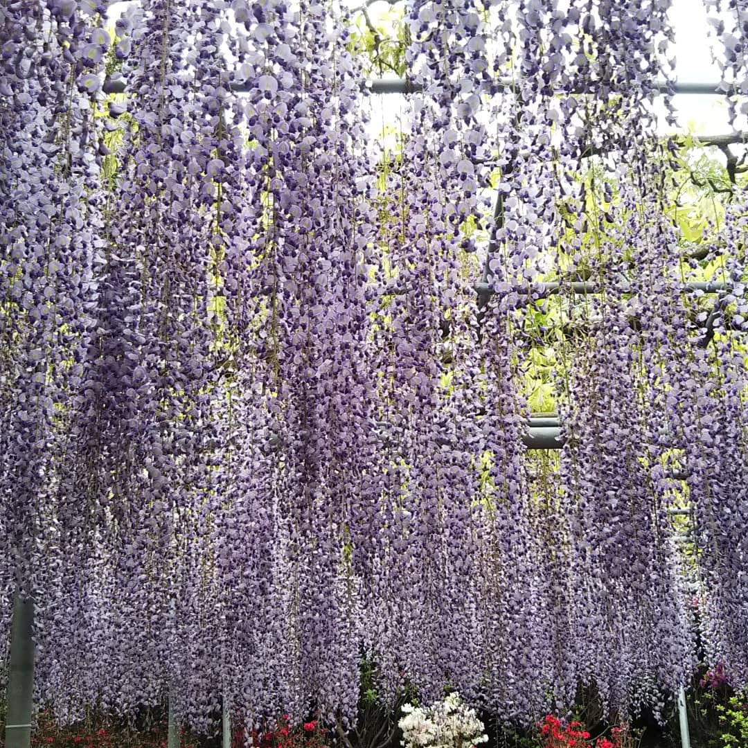 【花の楽園 あしかがフラワーパーク】大藤まつり