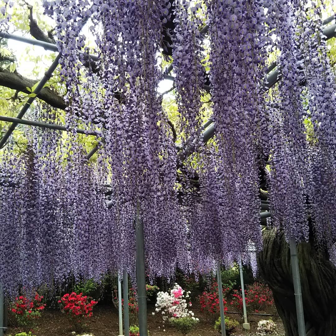 【花の楽園 あしかがフラワーパーク】大藤まつり