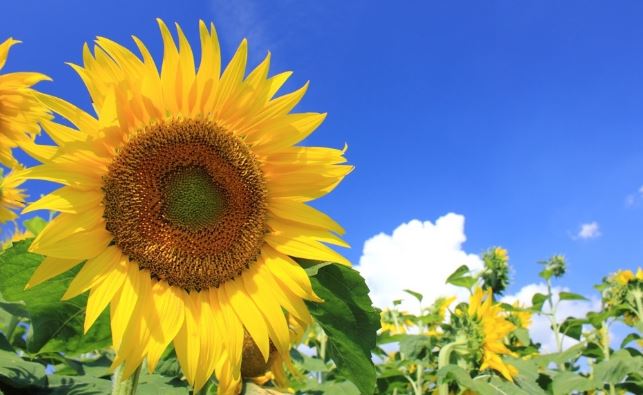 f:id:reedOFsummer:20200410151812j:plain