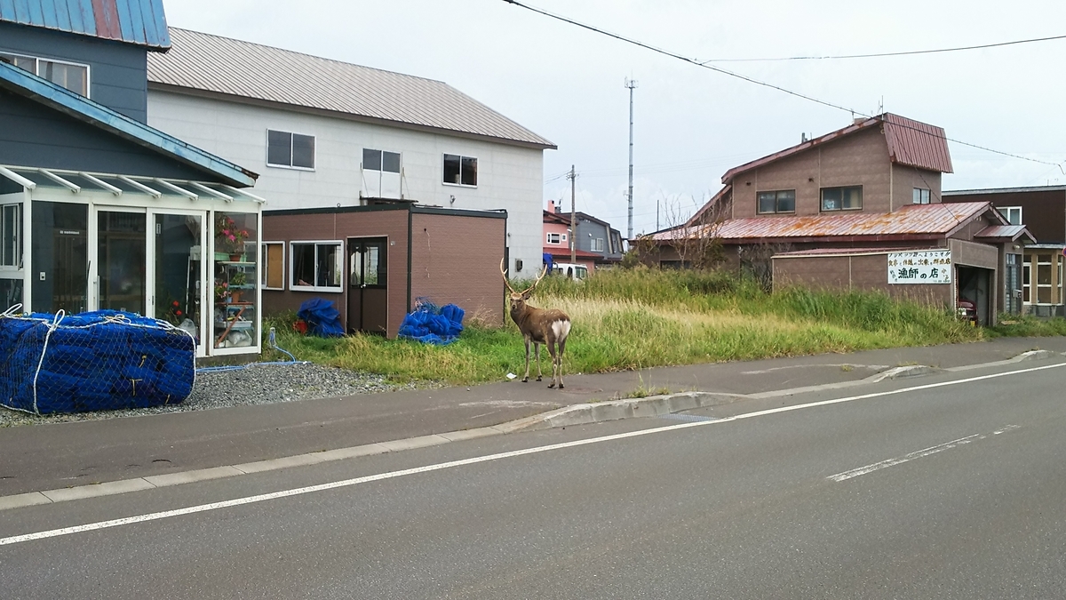 f:id:reeenia_aid8:20191114103641j:plain f:id:reeenia_aid8:20191114103641j:plain