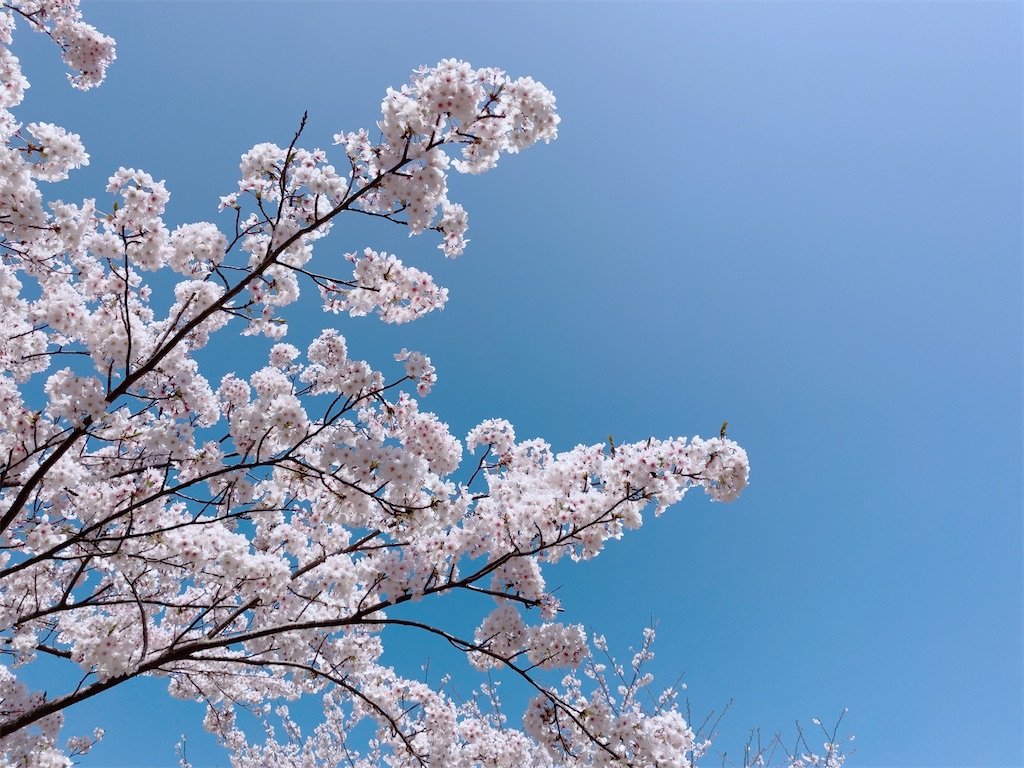 f:id:reemonchan:20240407204450j:image f:id:reemonchan:20240407204450j:image