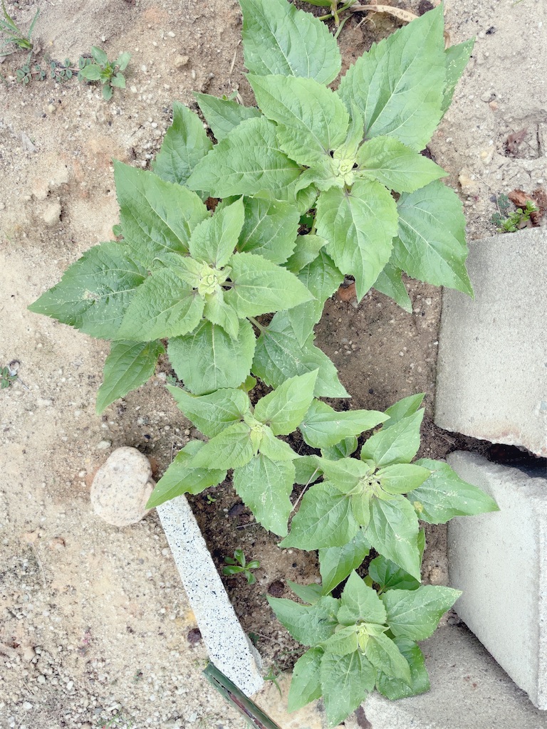 f:id:reemonchan:20241210203654j:image f:id:reemonchan:20241210203654j:image