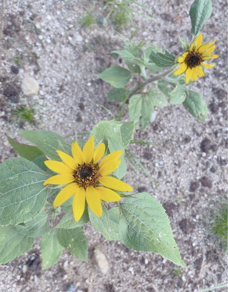 f:id:reemonchan:20241210203701j:image f:id:reemonchan:20241210203701j:image