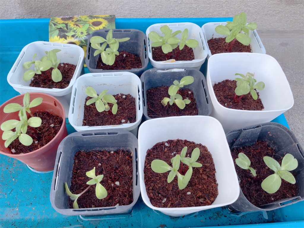 f:id:reemonchan:20241210203716j:image f:id:reemonchan:20241210203716j:image