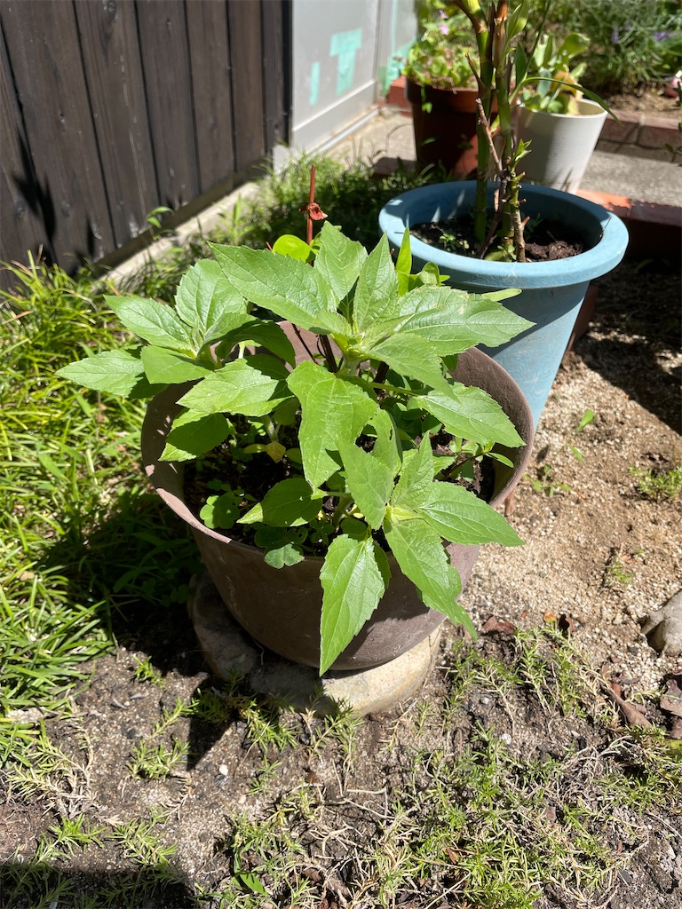 f:id:reemonchan:20241210205536j:image f:id:reemonchan:20241210205536j:image