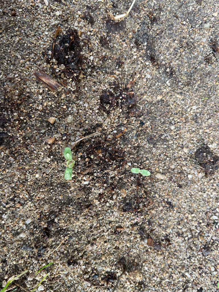 f:id:reemonchan:20250730225140j:image f:id:reemonchan:20250730225140j:image