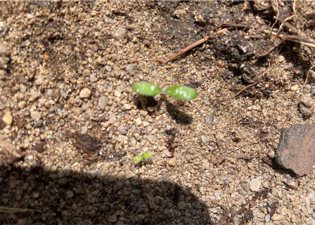 f:id:reemonchan:20250730225144j:image f:id:reemonchan:20250730225144j:image