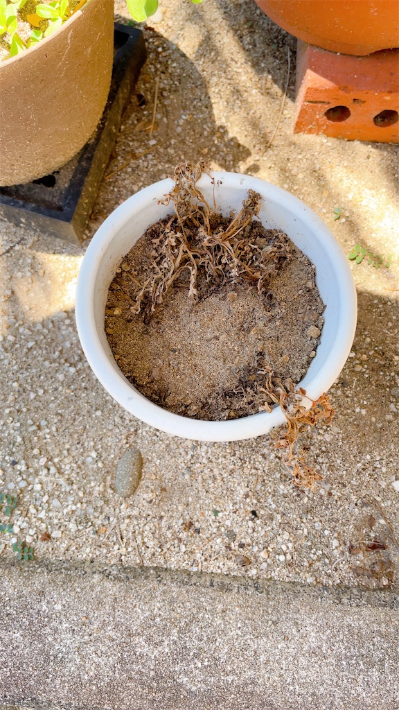 f:id:reemonchan:20250730225632j:image f:id:reemonchan:20250730225632j:image