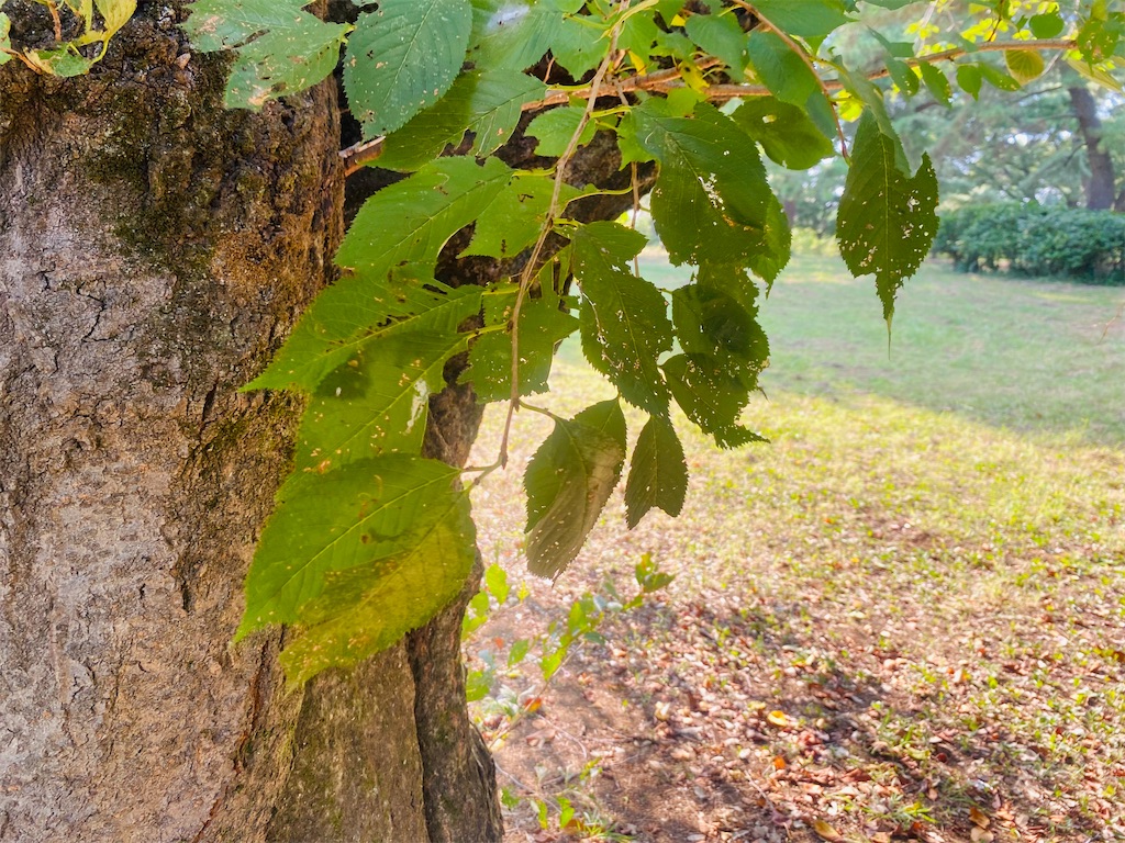 f:id:reenasunsetsp:20250903215251j:image