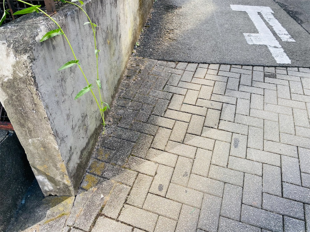 f:id:reenasunsetsp:20250924212302j:image