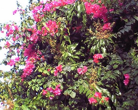 f:id:reenoehon:20080625150928j:image f:id:reenoehon:20080625150928j:image