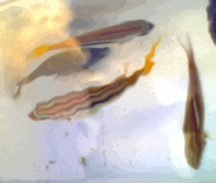 f:id:reenoehon:20080930191548g:image f:id:reenoehon:20080930191548g:image