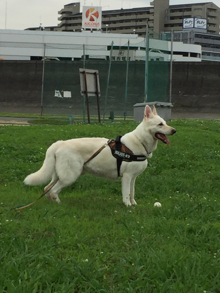 f:id:reeyan:20160630155024j:plain