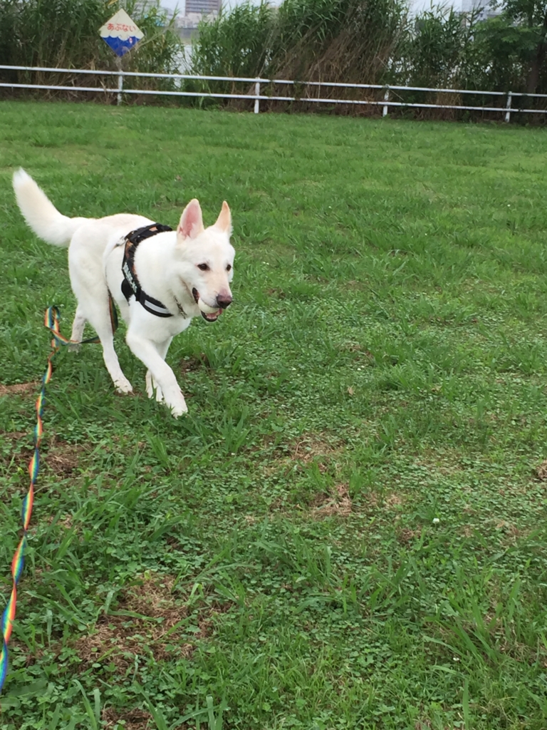 f:id:reeyan:20160630155025j:plain