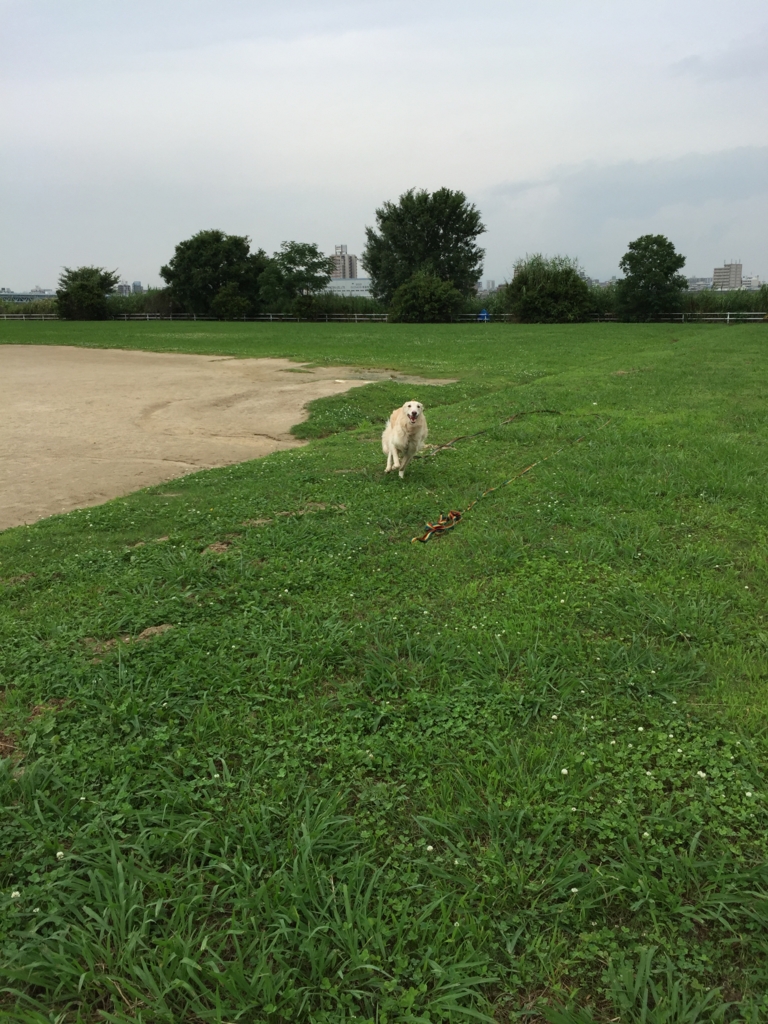 f:id:reeyan:20160630155821j:plain