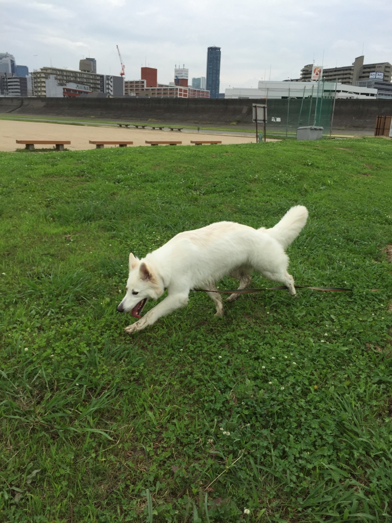 f:id:reeyan:20160630155852j:plain