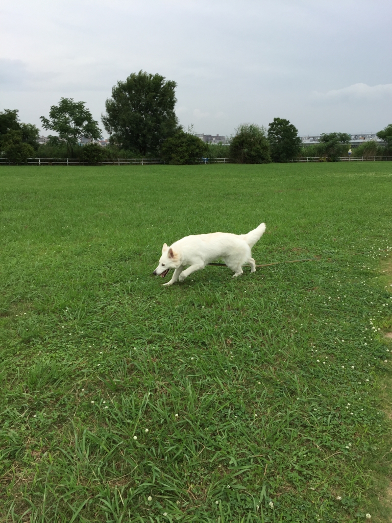 f:id:reeyan:20160630155910j:plain