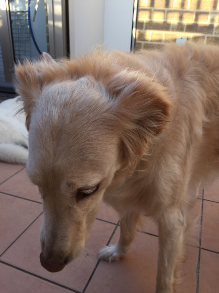 f:id:reeyan:20160711174555j:plain