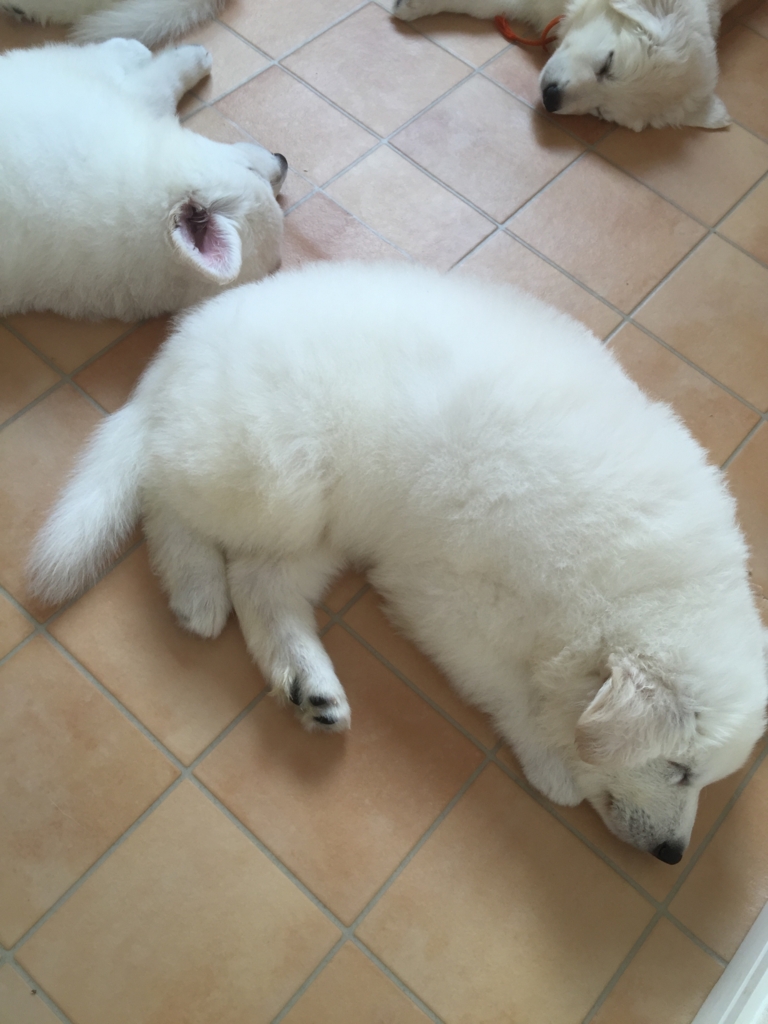 f:id:reeyan:20160929082426j:plain f:id:reeyan:20160929082426j:plain