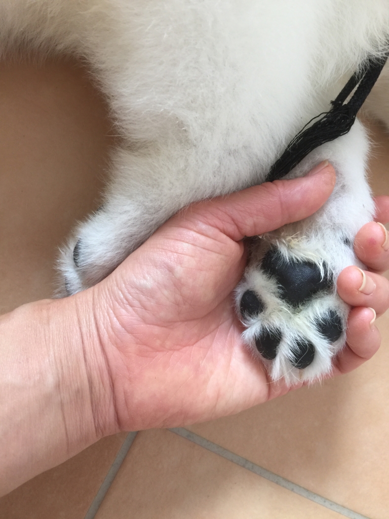 f:id:reeyan:20160929082433j:plain f:id:reeyan:20160929082433j:plain