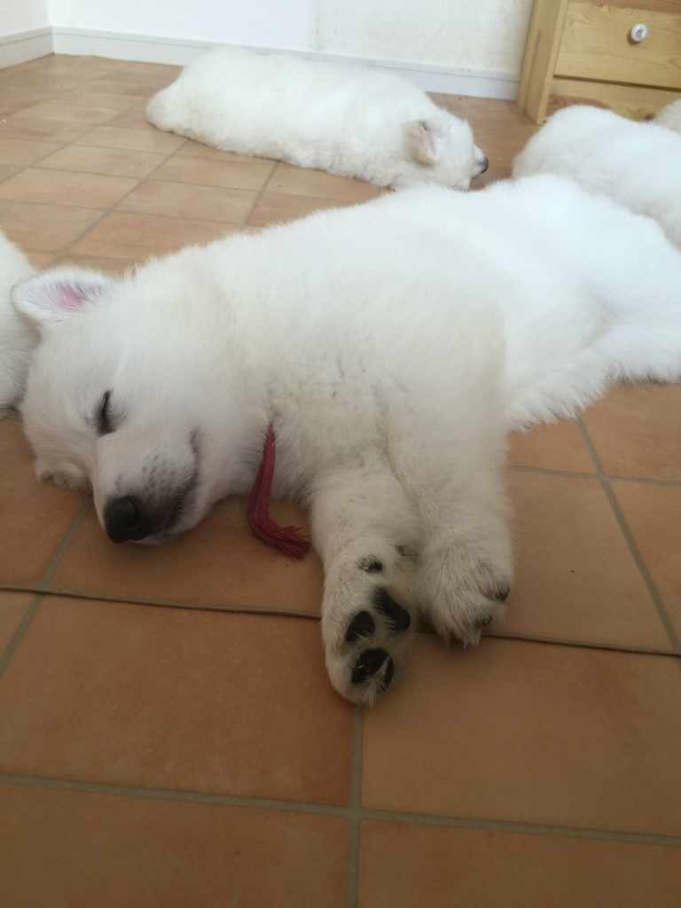 f:id:reeyan:20160929082440j:plain f:id:reeyan:20160929082440j:plain