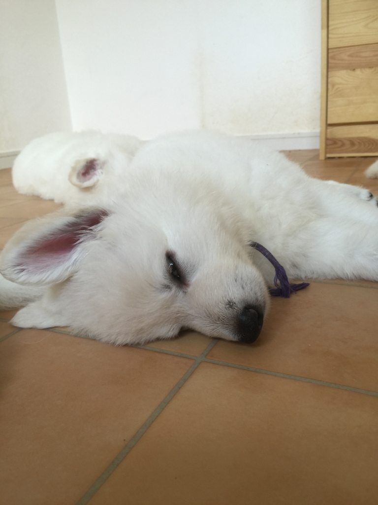 f:id:reeyan:20160929082446j:plain f:id:reeyan:20160929082446j:plain