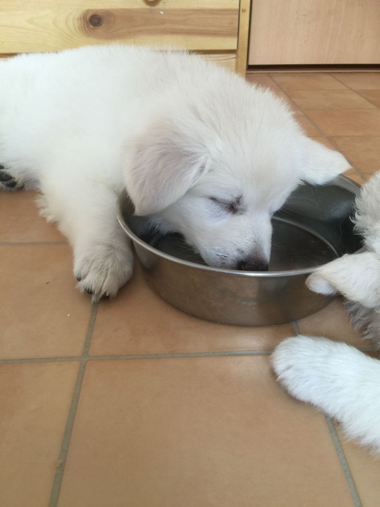 f:id:reeyan:20160929082452j:plain f:id:reeyan:20160929082452j:plain