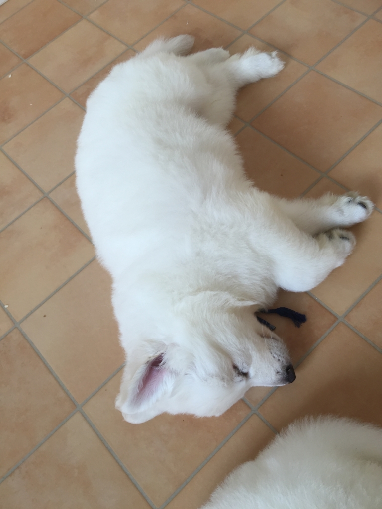 f:id:reeyan:20160929082459j:plain f:id:reeyan:20160929082459j:plain