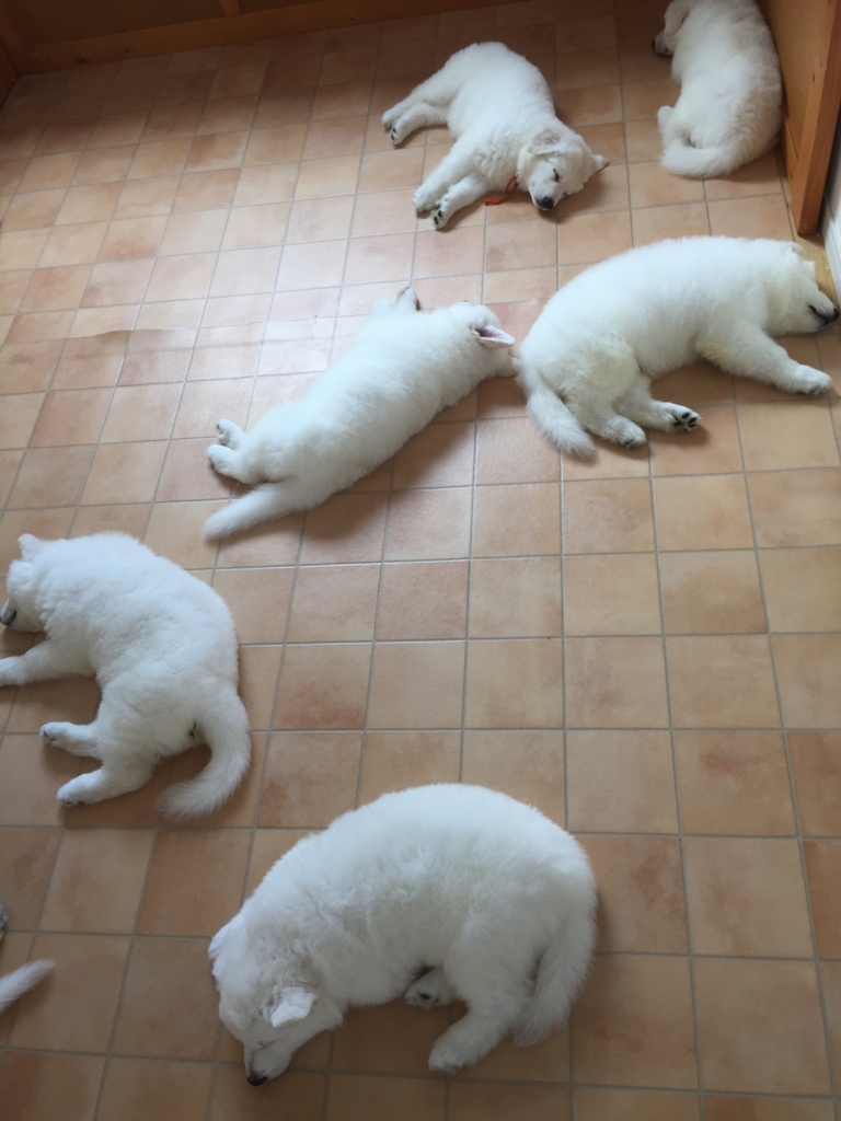 f:id:reeyan:20160929082512j:plain f:id:reeyan:20160929082512j:plain