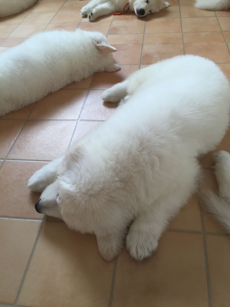 f:id:reeyan:20160929082520j:plain f:id:reeyan:20160929082520j:plain