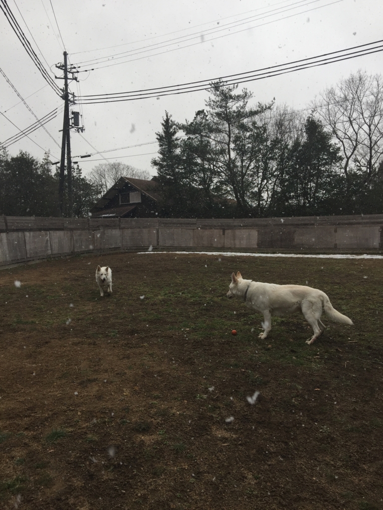 f:id:reeyan:20170125205049j:plain