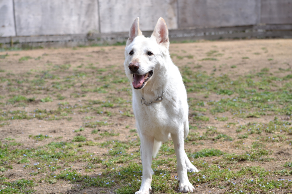 f:id:reeyan:20170326223403j:plain