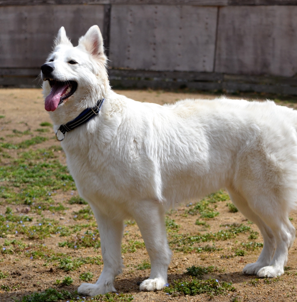 f:id:reeyan:20170326223443j:plain