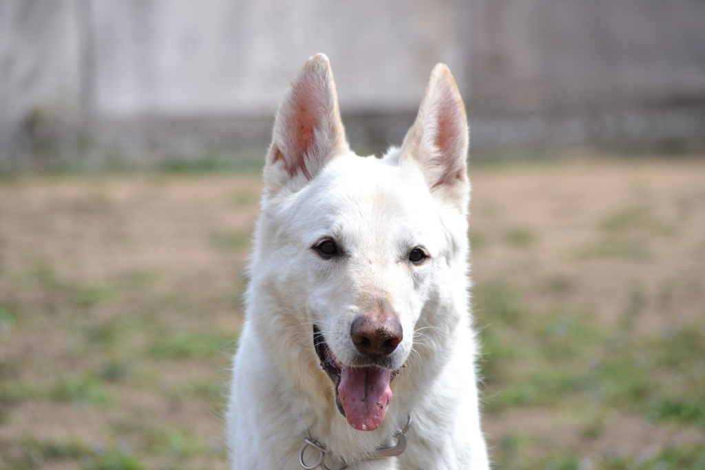 f:id:reeyan:20170326223511j:plain