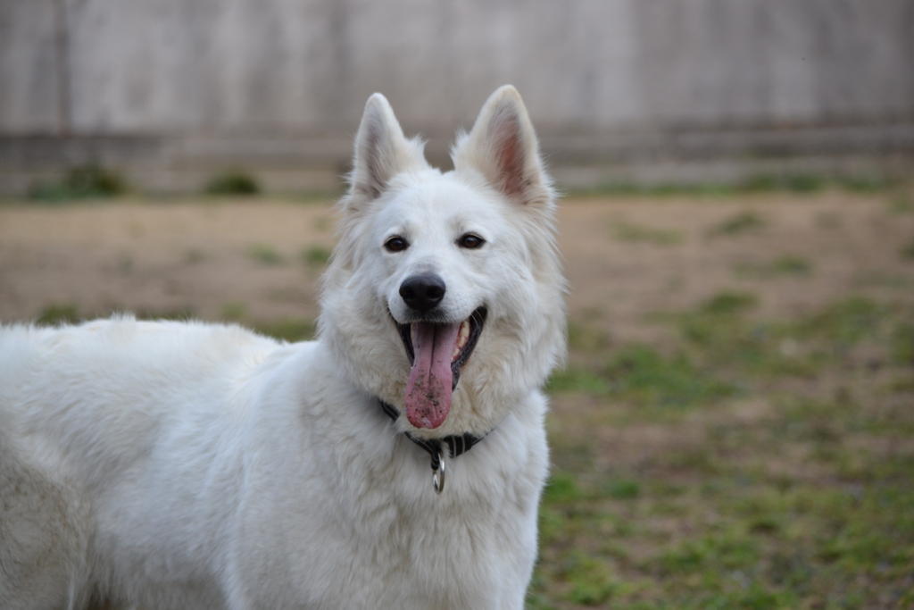 f:id:reeyan:20170326223535j:plain