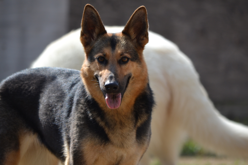 f:id:reeyan:20170417211544j:plain