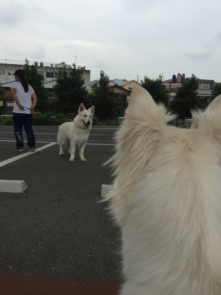 f:id:reeyan:20170525080625j:plain