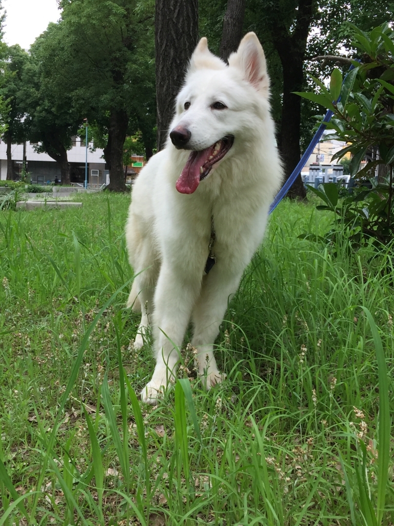 f:id:reeyan:20170714074247j:plain