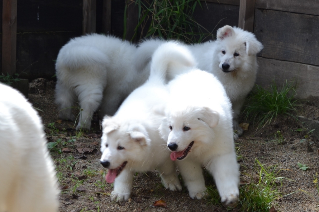 f:id:reeyan:20171010125012j:plain f:id:reeyan:20171010125012j:plain