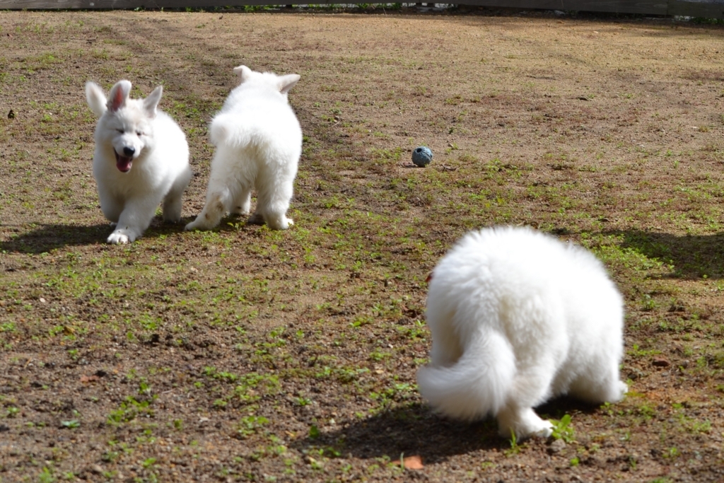 f:id:reeyan:20171010125046j:plain f:id:reeyan:20171010125046j:plain