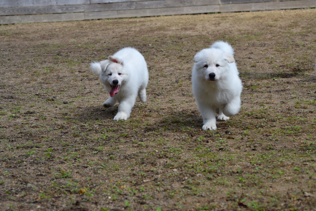 f:id:reeyan:20171010125320j:plain f:id:reeyan:20171010125320j:plain