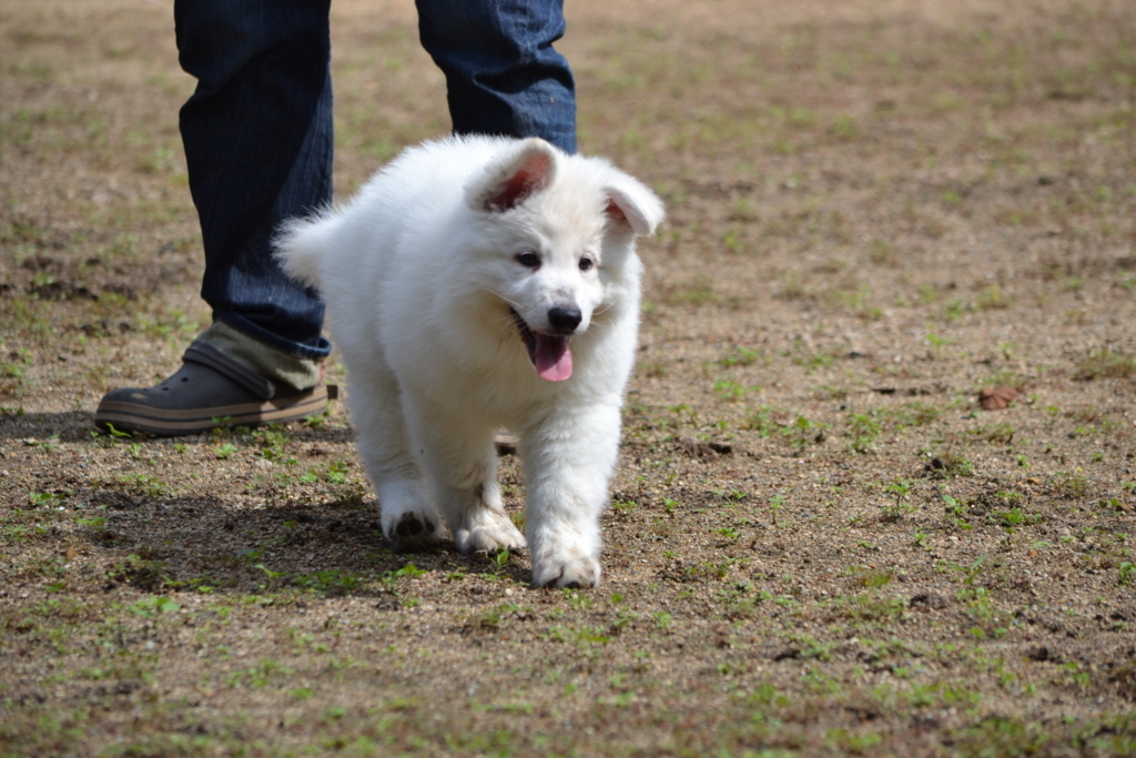 f:id:reeyan:20171010125332j:plain f:id:reeyan:20171010125332j:plain