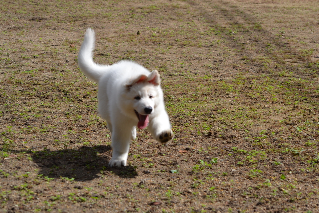 f:id:reeyan:20171010125400j:plain f:id:reeyan:20171010125400j:plain