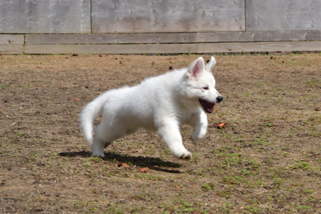 f:id:reeyan:20171010125518j:plain f:id:reeyan:20171010125518j:plain